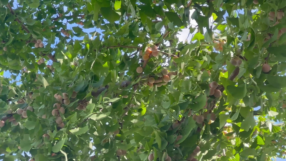 10月上旬 僧伽の風景